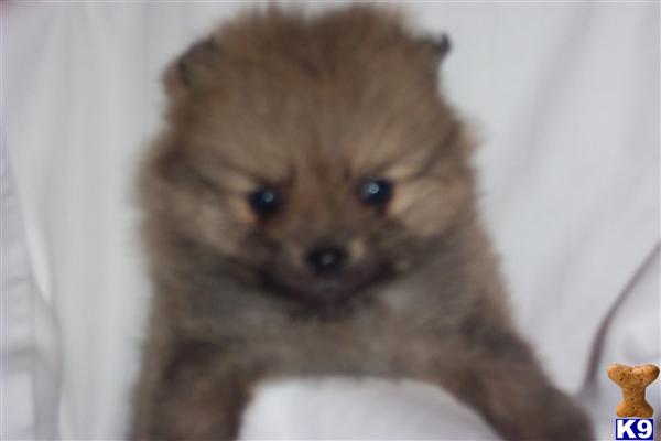 Pomeranian Puppies in WV